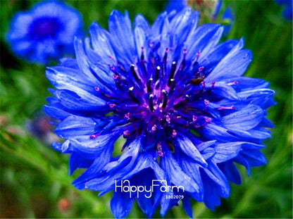 Blue Cornflower Seeds - Easy-Grow Bonsai Flower Seeds for Home Garden Planting
