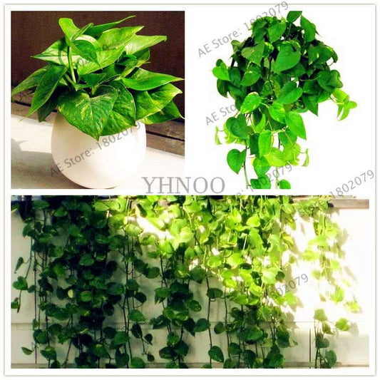 Scindapsus Seeds - Air Purifying Bonsai Plant for Office, Absorbs Formaldehyde & Radiation, Easy to Grow