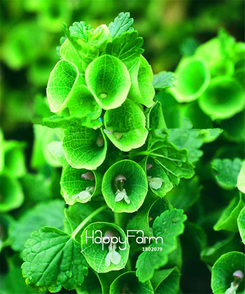 Fritillaria Foxglove Seeds - Potted Bonsai Garden Kit for DIY Home Planting | Premium Quality