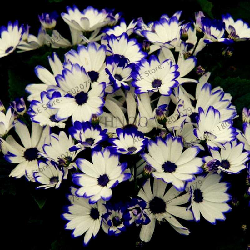 Cineraria Flower Seeds - 23 Colorful Bonsai Varieties for Home & Garden DIY Planting