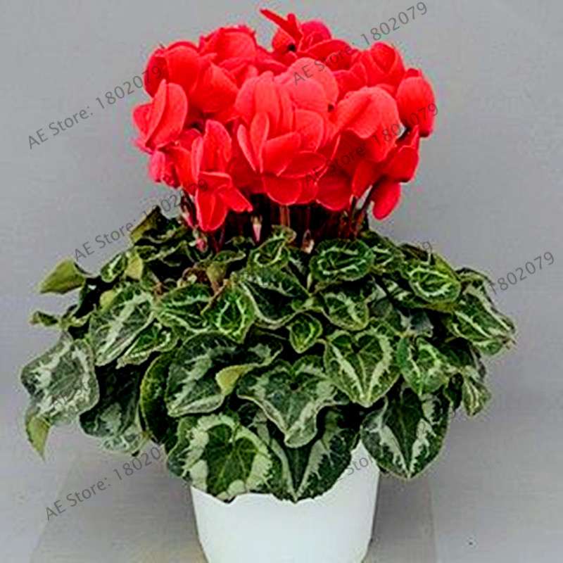 Cyclamen Seeds - Perennial Bonsai Plants for Home & Garden, Easy to Grow, Fast Shipping