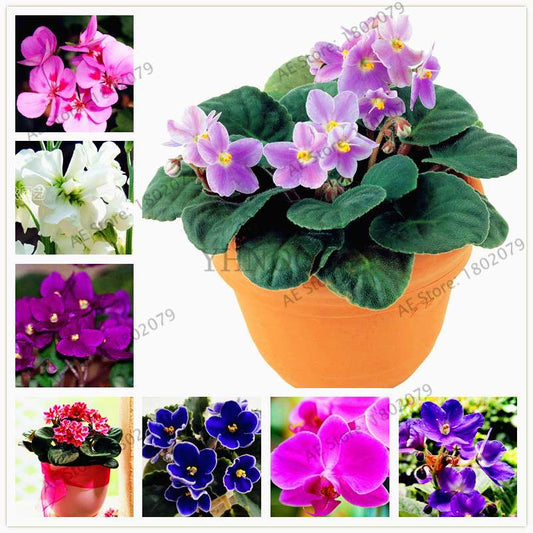 Violet Matthiola Incana Seeds - Easy-Grow Perennial Flower Seeds for Home & Garden Planting
