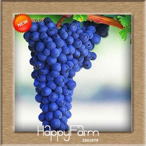 Grape Seeds - 12 Varieties, Sweet Kyoho, Natural Growth for Home Gardening | Premium Fruit Seeds