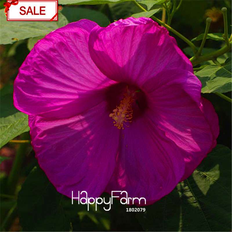 Red Giant Hibiscus Seeds - for Planting, DIY Home Garden Bonsai, Vibrant Blooming Flowers