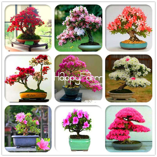 Cherry Blossom Seeds - Easy to Grow Sakura Bonsai Tree for Home Garden, Perennial Flower Like Azalea
