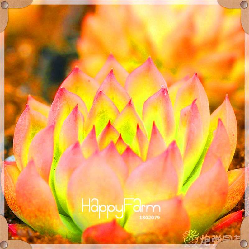 Rare Succulents Seeds - 99 Varieties, Lithops & Bonsai Plants for Office & Home