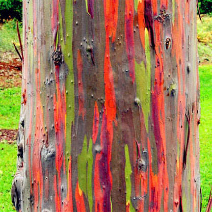 Rainbow Eucalyptus Seeds - Rare Tropical Tree for Garden Planting, Fast-Growing Showy Eucalyptus Deglupta