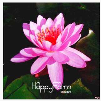 Affordable Water Lily Seeds for Bonsai & Balcony - Easy-Grow Potted Flowers