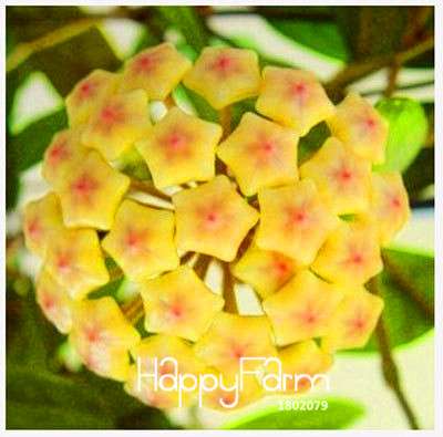 Buy Hoya Carnosa Seeds - for Home Garden, Potted Flower Seeds, Easy to Grow