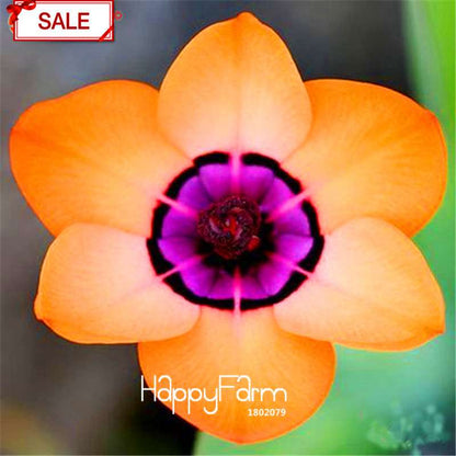 Red Sparaxis Tricolor Rose Flower Seeds - for Balcony Potted Flowers | USA Garden