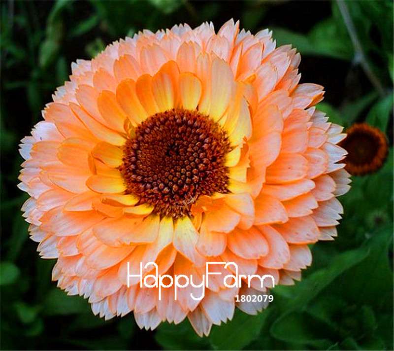 Pink Calendula Seeds - Rare Color, Beautiful Blooms for Home Garden DIY | Fast Shipping