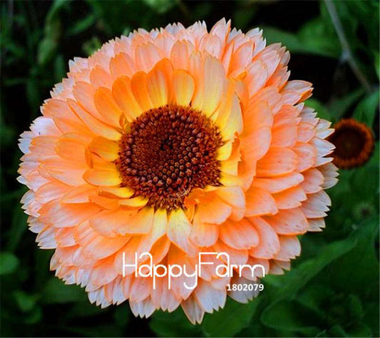Pink Calendula Seeds - Rare Color, Beautiful Blooms for Home Garden DIY | Fast Shipping
