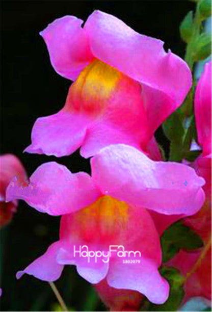 Rare Black Rose Snapdragon Seeds - Exotic Death Flower Plant for Garden