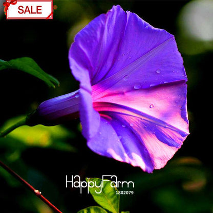 Types Ipomoea Nil Seeds - Chinese Morning Glory Flowers, Fast US Shipping
