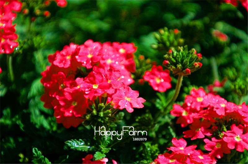 Colorful Verbena Hybrida Seeds - Vibrant Bonsai Flower Seeds for Home Garden Planting