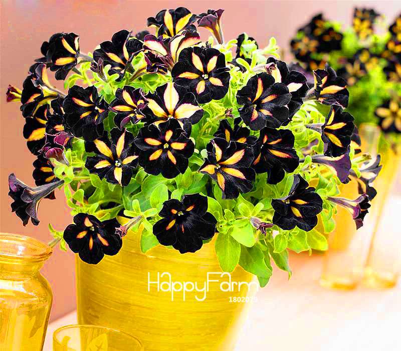 Black Star Petunia Seeds - Vibrant Morning Glory Flowers for Garden & Patio Planting