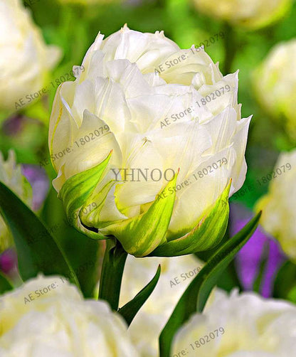 Rare Double Tulip Bulbs - Premium Imported Tulip Seeds for Home Garden Planting