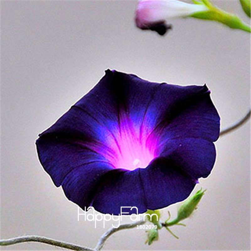Types Ipomoea Nil Seeds - Chinese Morning Glory Flowers, Fast US Shipping