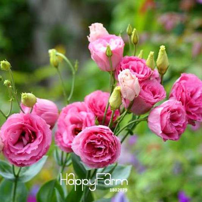 Red Eustoma Seeds - Vibrant Multicolor Lisianthus Flowers for Home Garden DIY (Perennial)