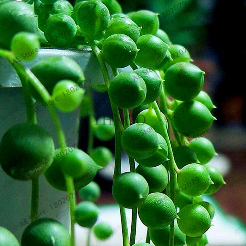 String of Pearls Plant Seeds - Senecio Rowleyanus Succulent Seeds for Home Garden, Bonsai & Air Purifying