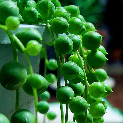 String of Pearls Plant Seeds - Senecio Rowleyanus Succulent Seeds for Home Garden, Bonsai & Air Purifying