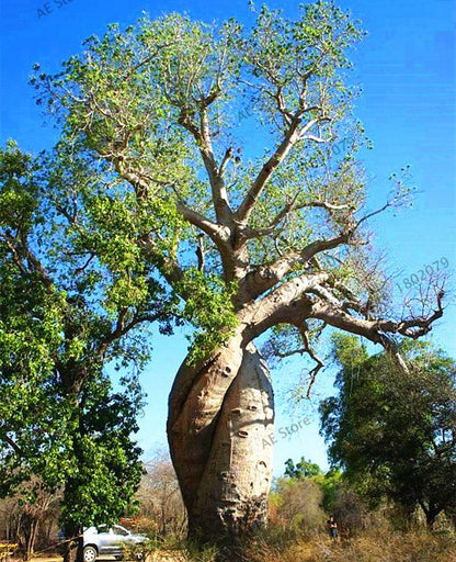 Rare Australian Baobab Tree Seeds - Giant Crown, Unique Boba Trees, Fast US Shipping