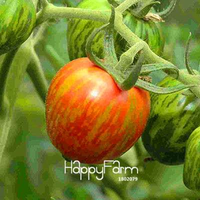 Giant Tomato Seeds for Home Garden - Sweet Pumpkin Tomato, Balcony & Container Planting