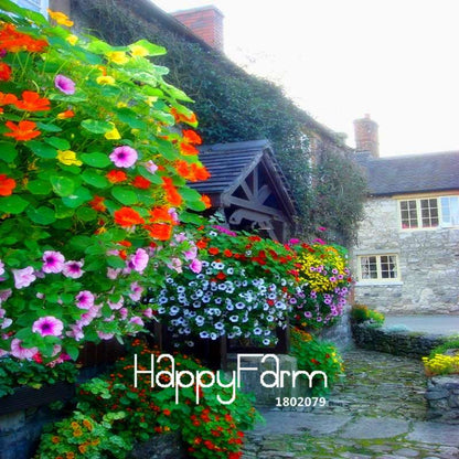 Rare Hanging Nasturtium Seeds - Vibrant Climbing Flowers for Garden & Containers