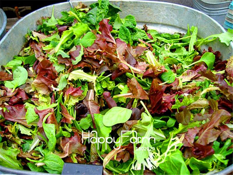 Mesclun Lettuce Seeds - Easy to Grow Salad Mix, Non-GMO Vegetable Seeds for Home Garden