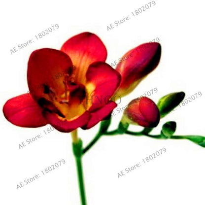 Freesia Seeds - Colorful Fragrant Flowers for Home Garden Planting