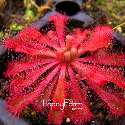 Sundew Seeds - Rare Carnivorous Bonsai Plants, Fresh & Novelty Garden Seeds for Home Gardening