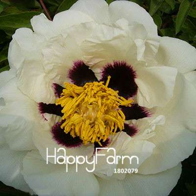 Purple & White Peony Seeds - for Home Garden, Bonsai & Potted Flowers | Premium Blooming Plant Seeds