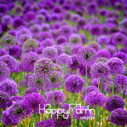 Purple Onion Seeds for Planting - Grow in Garden, Pots & Courtyard - Fresh Home Gardening Supplies