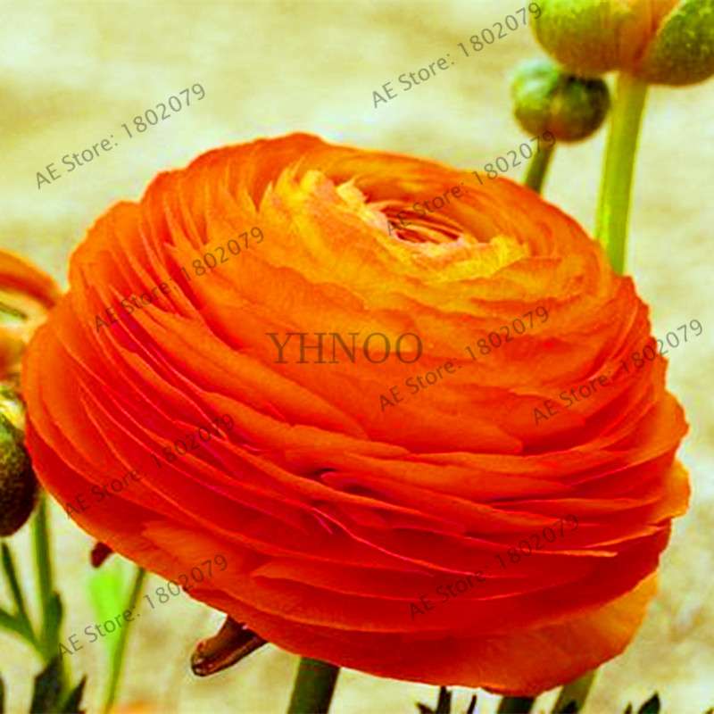 Ranunculus Asiaticus Seeds - Perennial Bonsai Flowers for Home & Garden, Easy to Grow