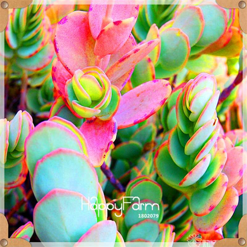 Rare Succulents Seeds - 99 Varieties, Lithops & Bonsai Plants for Office & Home