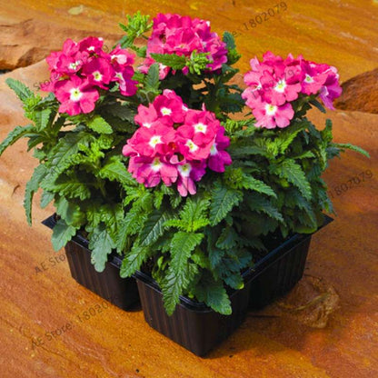 Verbena Seeds for Planting - Easy to Grow Potted Flowers, Bonsai Garden Seeds for Home & Outdoors