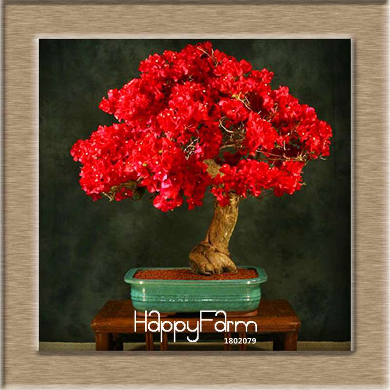 9 Varieties Bougainvillea Spectabilis Seeds - Perennial Bonsai & Flowering Plants