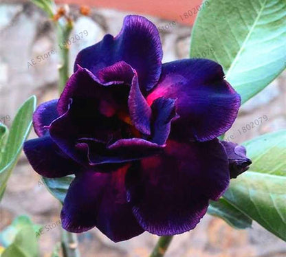 Exotic Mixed Colors Desert Rose Seeds - Fire Red Heart Bonsai, for Home Garden