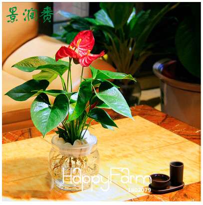 Anthurium & Rubber Tree Seeds - Air Purifying Plants, Formaldehyde Cleaner, Fresh Indoor Gardening