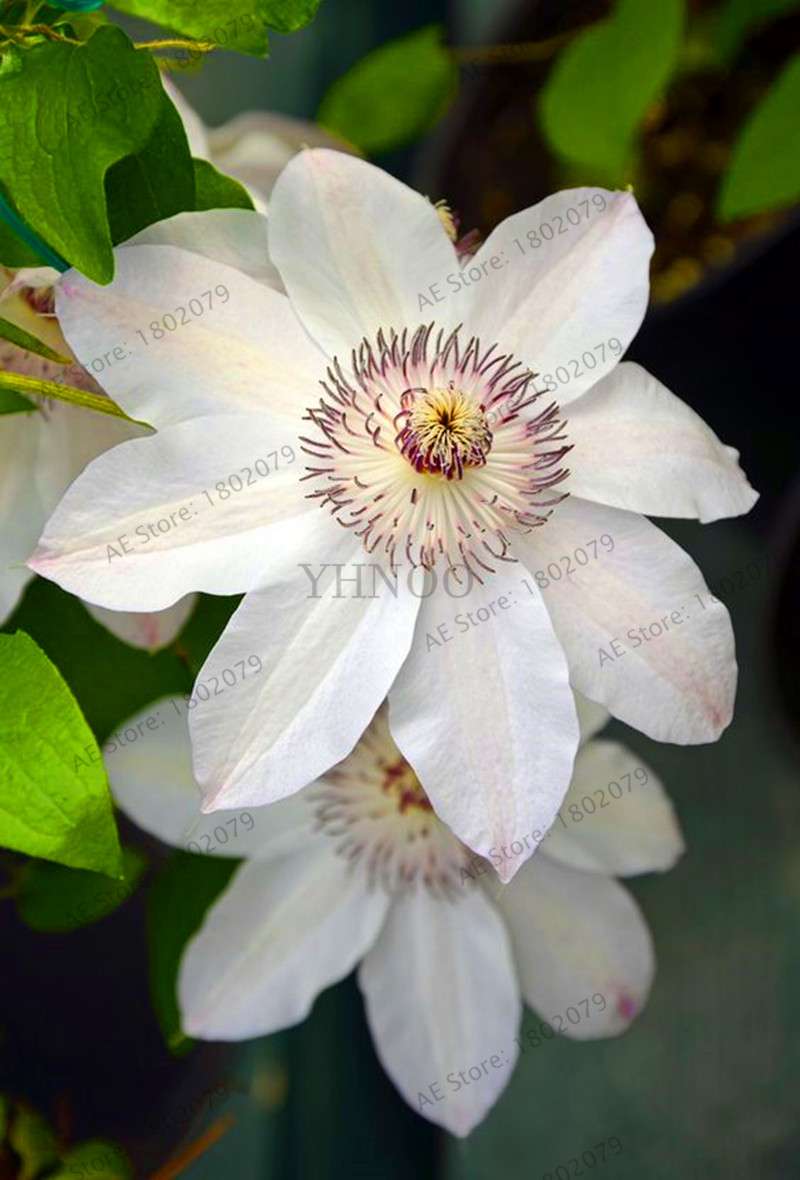 Mixed Clematis Seeds - Easy to Grow Beautiful Bonsai Flowers for Home Garden (Limited Time Offer)