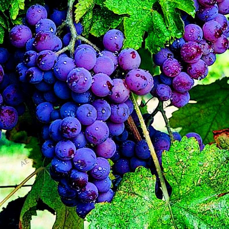 Kyoho Grape Seeds - Sweet Natural Fruit Seeds for Home Garden Planting, Fresh & Juicy