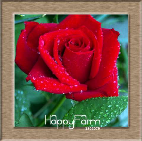 Colorful Rainbow Rose Seeds - 20 Varieties, for Bonsai & Flower Pots | Premium Planting Kit