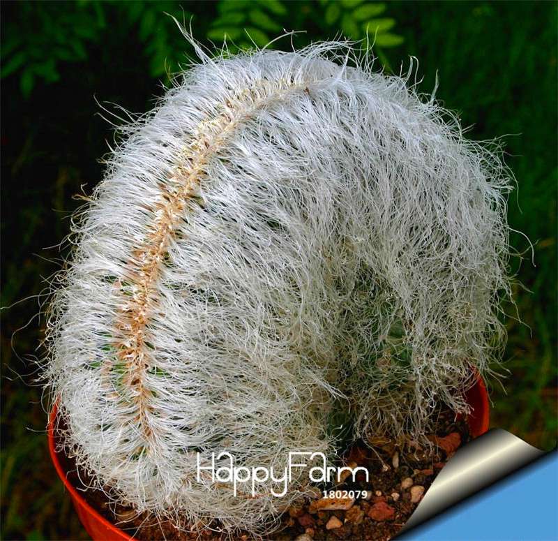 Succulent & Cactus Seeds Mix - Rare Stone-Like Potted Plants for Home & Garden - Easy to Grow