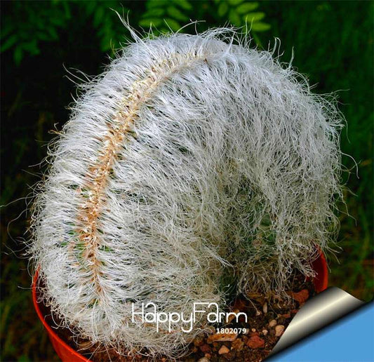 Succulent & Cactus Seeds Mix - Rare Stone-Like Potted Plants for Home & Garden - Easy to Grow