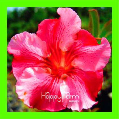 Desert Rose Seeds - Stunning Bonsai Flower for Garden, Balcony & Pots