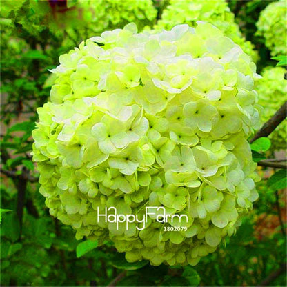 Mixed Hydrangea Seeds - Vibrant Home Garden Flowers for Bonsai & Planting