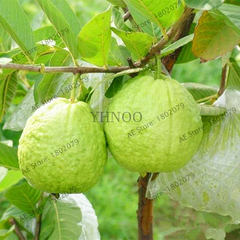 Fresh Thai Pink Guava Seeds - Sweet Large Fruit, for Home Garden Planting