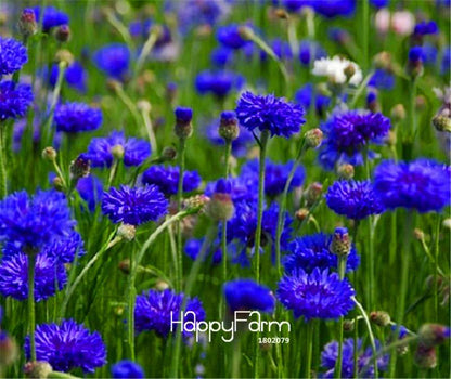 Blue Cornflower Seeds - Easy-Grow Bonsai Flower Seeds for Home Garden Planting