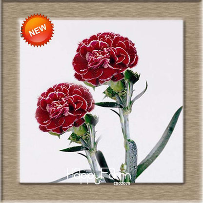 16 Colors Dianthus Caryophyllus Flower Seeds, Balcony Potted Garden Plants, Carnation Seeds for Home & Courtyard