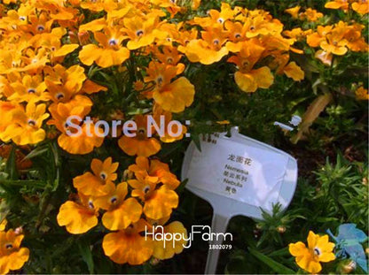 Fresh Nemesia Strumosa Seeds - Easy Grow Colorful Bonsai Flowers for Home Garden Planting